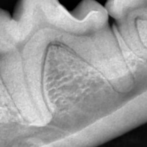 （犬）正常な歯槽骨