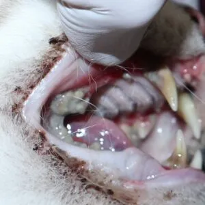 口の周りによだれが多くみられる